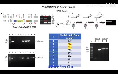 小鼠基因型鉴定 genotyping 时PCR条带弱怎么办 哔哩哔哩