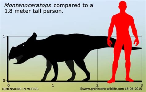 Leptoceratops Size