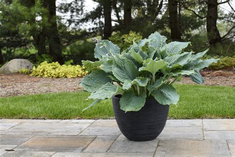 10 Hosta Garden Ideas That Wow | Proven Winners | Flipboard