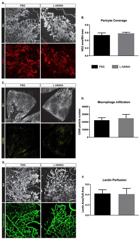 Figures And Data In Enos Induced Vascular Barrier Disruption In