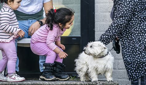 Het Achtste Vinkje Asiel Voor Honden Maar Niet Voor Mensen Joop