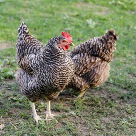 Raising Quail Vs Chickens A Backyard Farmer S Guide The Imperfectly