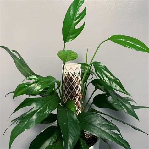 Baltic Blue Pothos Care The Ultimate Guide 2023