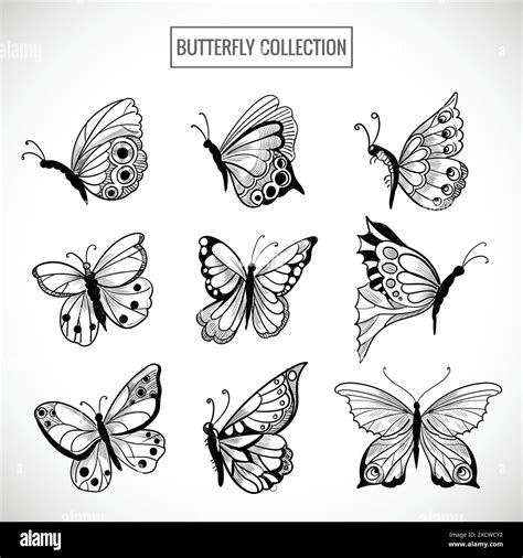 Draw Butterflies Stock Vector Images Alamy