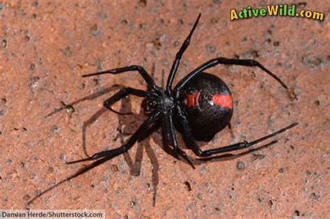 Redback Spider Facts For Kids & Adults: Pictures, Information & Video