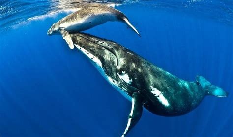 Dónde Viven Las Ballenas Y Su Dieta Descubre Su Hábitat Y Alimentación