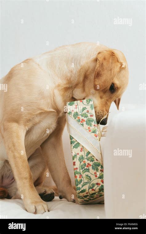 Dog Tearing Up Christmas T Hi Res Stock Photography And Images Alamy