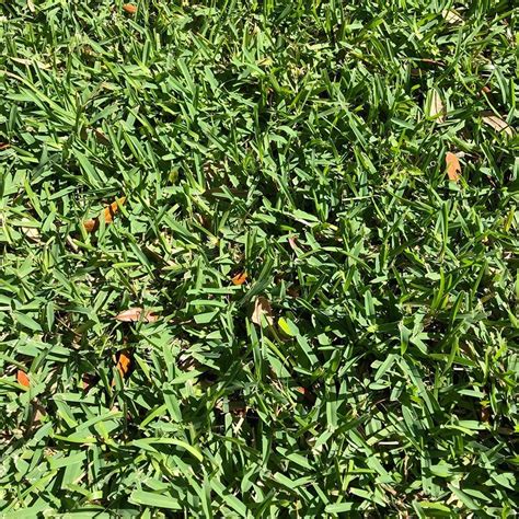 Shade Tolerant Grass Drought Tolerant St Augustine Grass No Mow Grass Grass Species Weeds