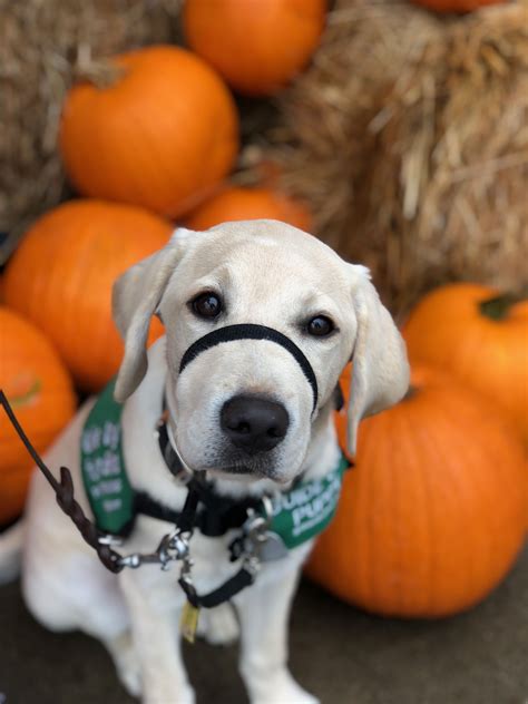 Tara Gdb Puppy In Training 5 Months Service Dog Vests Service