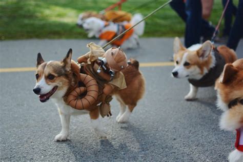 Seattle Corgi Parade 2017 – Little Tranquility