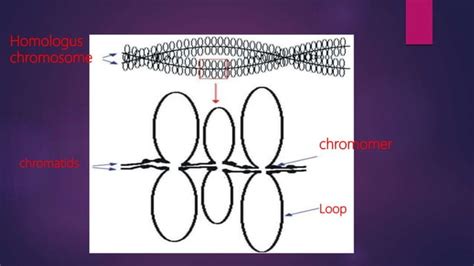 Lampbrush Chromosomechromosomes Structuregiant Chromosomes Lambrush Chromosomes And Their