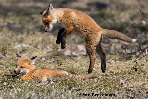 Ann Brokelman Photography: Red Fox Kits pouncing and playing