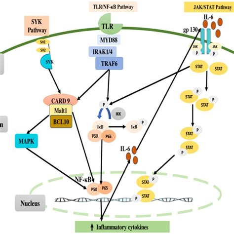 Crosstalk Between Jak Stat Mapk And Pi K Akt Mtor Pathways Jak Stat