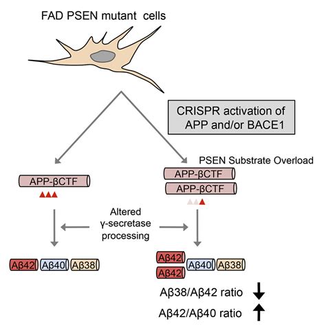 CRISPR Transcriptional Activation Analysis Unmasks an Occult γ