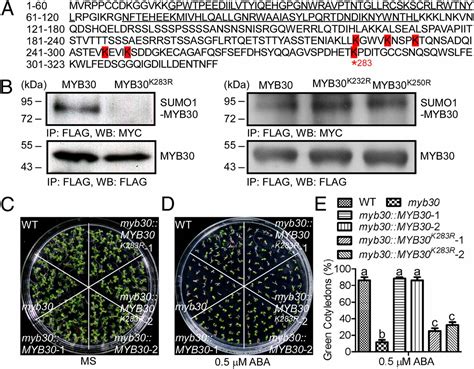 Sumoylation Of Transcription Factor MYB30 By The Small Ubiquitin Like