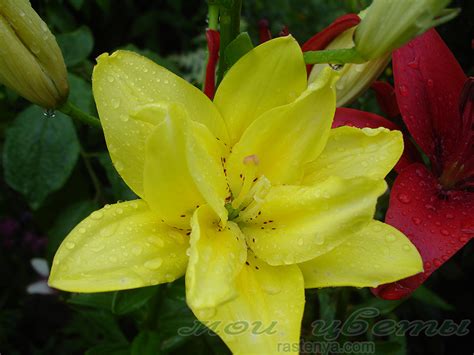 Fata Morgana лилия - фото - выращивание и уход, посадка, размножение ...