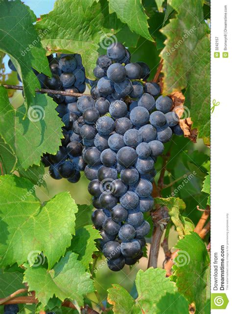 Uvas Na Videira Imagem De Stock Imagem De Fruta Agricultura