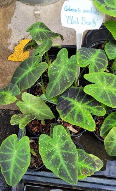 Colocasia Esculenta Black Beauty Tropics Home