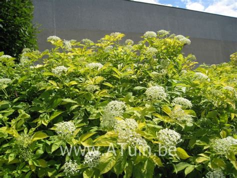 Gele Vlier Sambucus Nigra Aurea Met Groeigarantie Atuin