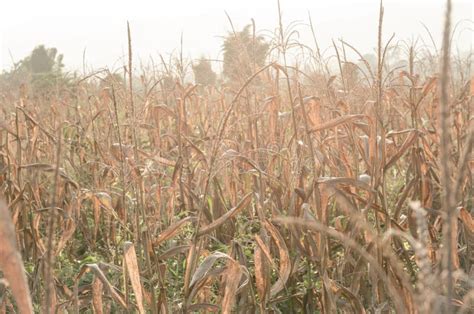 Corn Field And Tree In Farmland On Plateauthailand Stock Photo Image