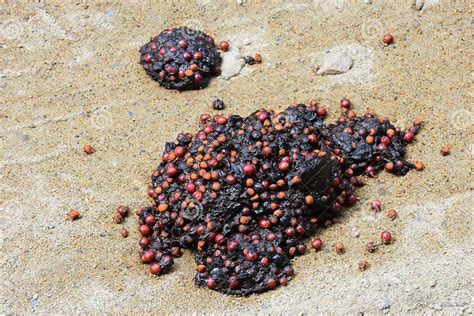 Black Bear Scat Stock Image Image Of Bear Nature Dung 58536405