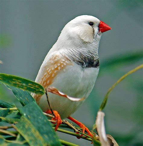 Zebra Finch Bird Zebra Finch Finches Bird Birds