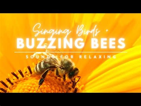 Calming Sounds Of Buzzing Bees Singing Birds 3 Hours Sounds For