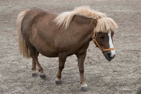 Miniature Horse Breed Profile | Mini Horses as Service Animals | Manna Pro