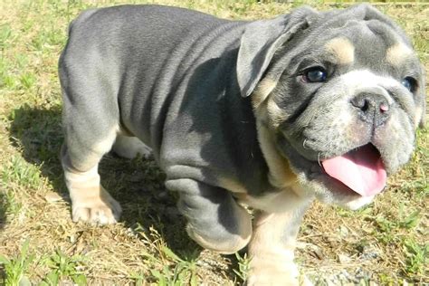 Blue Tri Olde English Bulldog