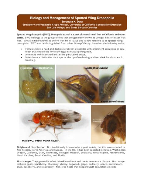 Pdf Biology And Management Of Spotted Wing Drosophila