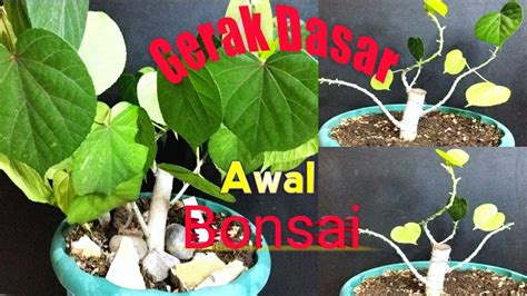 Pembentukan Awal Bahan Bonsai Waru India Youtube