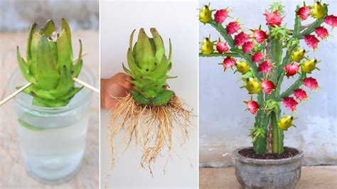 How To Propagate Purple Dragon Fruit From Cuttings In Water Greentips