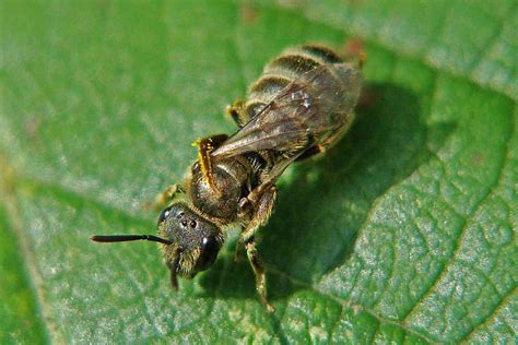 Halictus Seladonia tumulorum Gewöhnliche Goldfurchenbiene Schmal