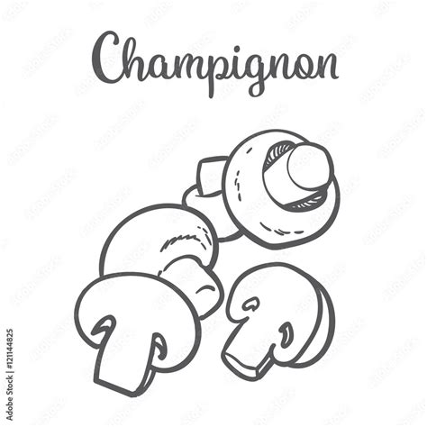 Set Of Champignon Edible Mushrooms Sketch Style Vector Illustration