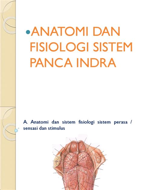 Anatomidanfisiologisistempancaindrappt