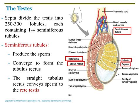 Ppt Reproductive System Powerpoint Presentation Free Download Id4280090