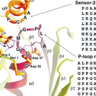 Nucleotide Binding Domains The Structure Of A Is Compared To That