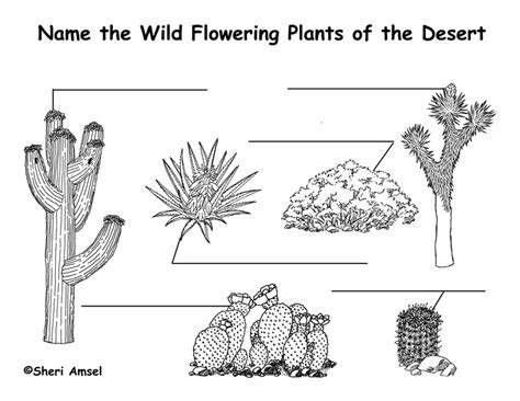 Desert Wildflowers Cactus Labeling Page