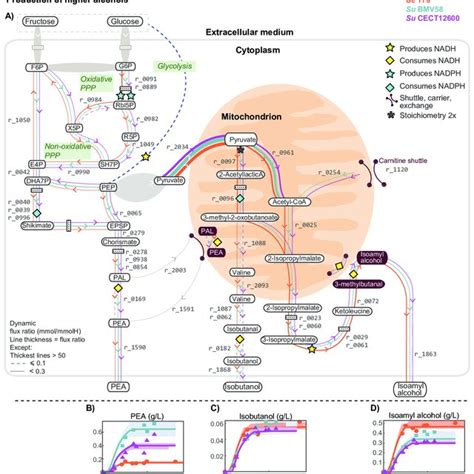 Configuration Of Organellar Gs Gogat Cycles And Split Organelle