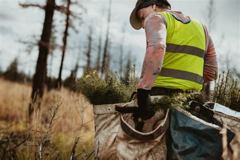 Tree Plantation Stock Photos Pictures And Royalty Free Images Istock