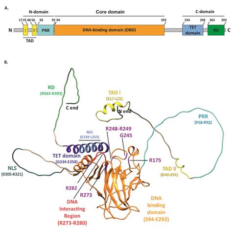 Ijms Free Full Text Gain Of Function Gof Mutant P53 In Cancer