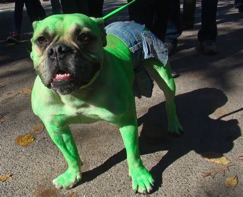 Dog Halloween Costumes | Dog Pictures