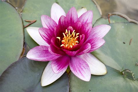 Waterlelie Roze Waterplant Gratis Foto Op Pixabay Pixabay