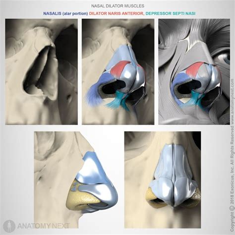 Alar Nasalis Encyclopedia Anatomyapp Learn Anatomy 3d Models