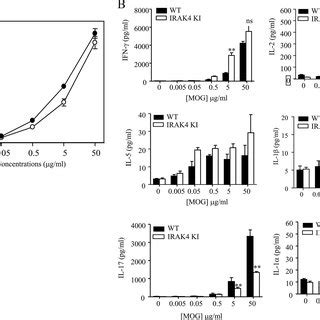 Impaired IL 17 Production In MOG 35 55 Primed Lymphocytes From IRAK4 KI