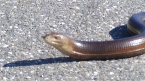 The Sheltopusik Pseudopus Apodus Pallas Glass Lizard Or The