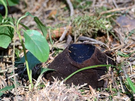 Саркосома шаровидная (Sarcosoma globosum) фото и описание