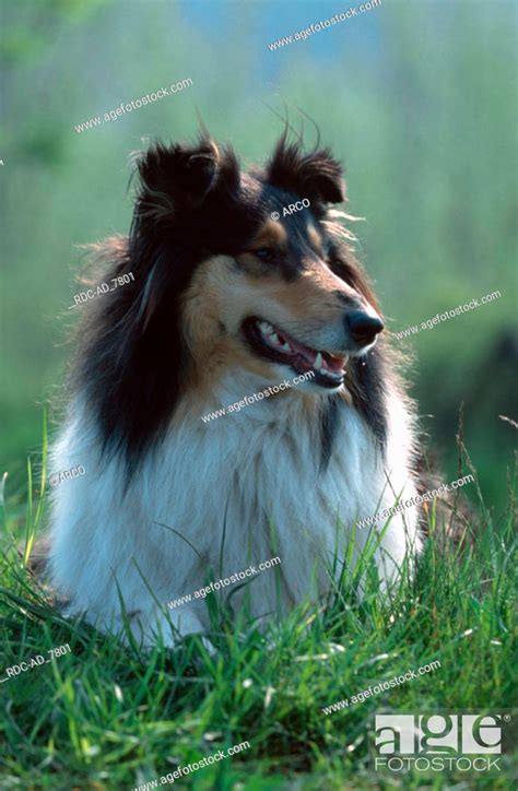 Rough Collie], Stock Photo, Picture And Rights Managed Image. Pic. RDC ...