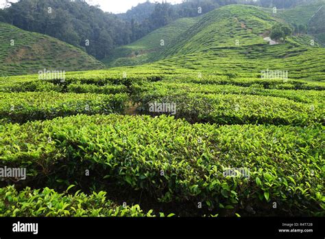 Tea plantation located in Cameron Highlands Stock Photo - Alamy