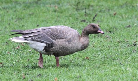 Birding With Flowers January 2014